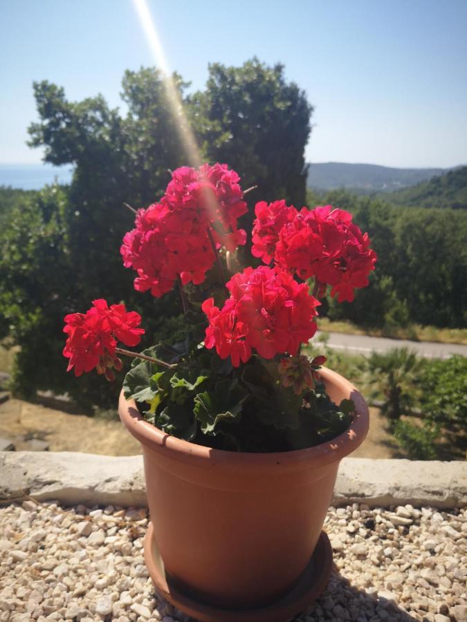 Kuca Cvjetkovic Otel Gruda Dış mekan fotoğraf