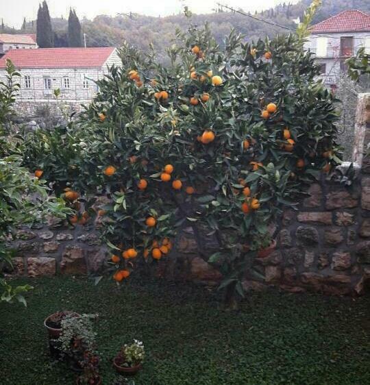 Kuca Cvjetkovic Otel Gruda Dış mekan fotoğraf